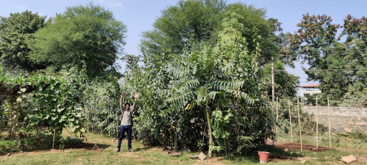 Miyawaki forest in Udaipur, Rajasthan