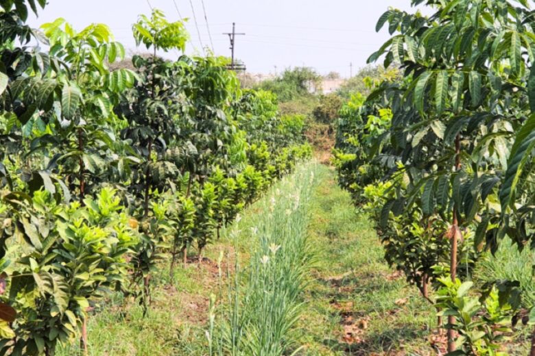 Permaculture, agroforestry, organic farming services in Udaipur, Rajasthan