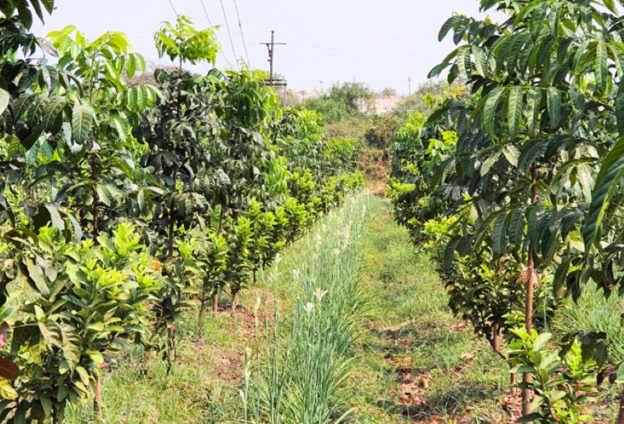 Permaculture, agroforestry, organic farming services in Udaipur, Rajasthan