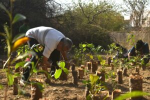 Miyawaki forest in udaipur, Rajasthan | Pukaar ngo | Plantation